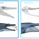 Illustration of the proposed feeding transitions in ancient whales.